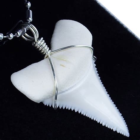 are shark tooth necklaces real.